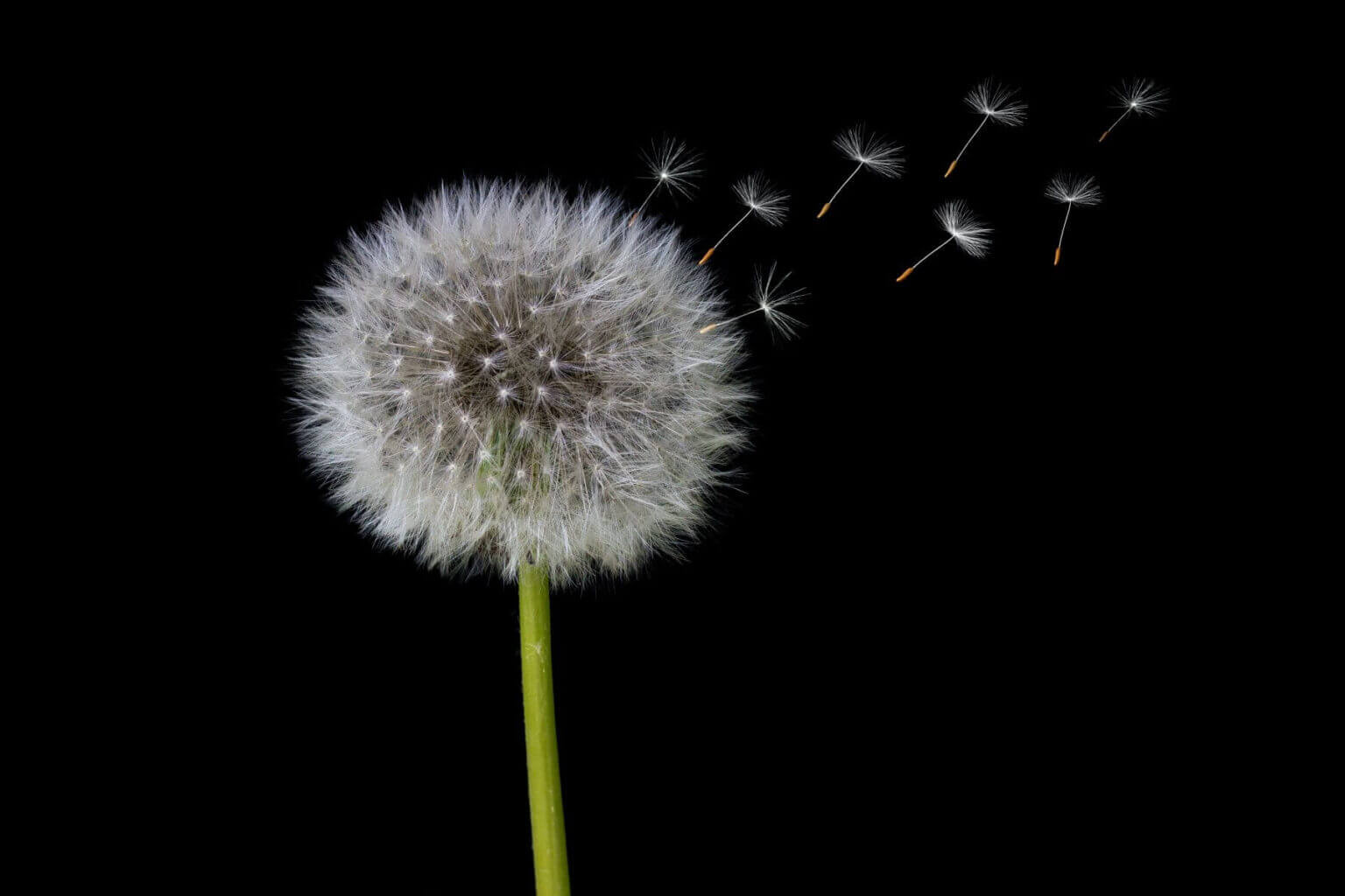 dandelion seeds